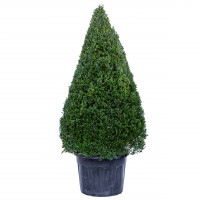 Самшит Вечнозеленый Buxus