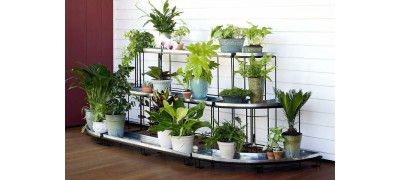 Облагораживаем интерьер комнатными растениями