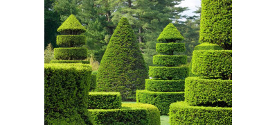 Топиарные растения - как жывые статуи для сада