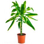 Декоративно-лиственные растения (103)