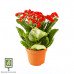 Каланхоэ (Kalanchoe Laciniata)